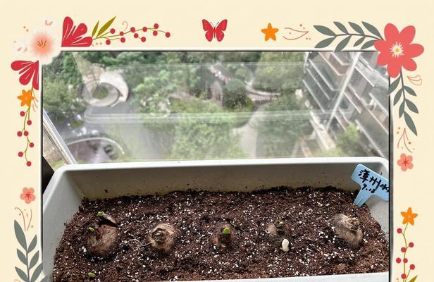 水仙花怎么种植方法