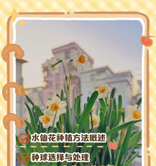 水仙花怎么种植方法