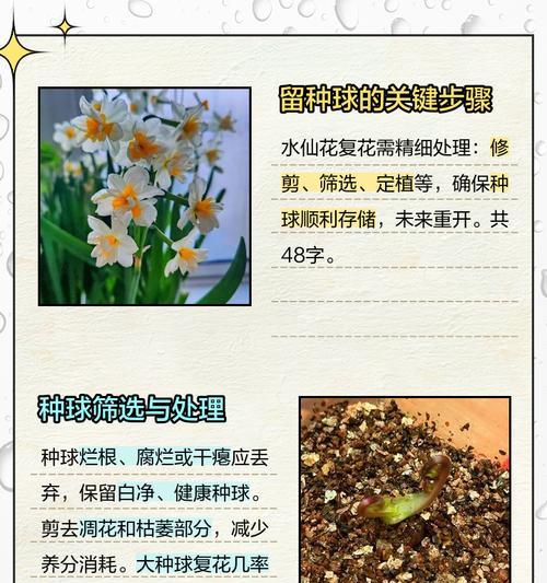 水仙花怎么种植方法