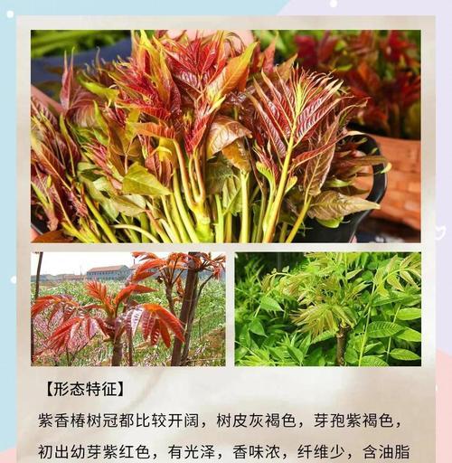 带壳香椿子的种植技巧：从选种到照料的全攻略