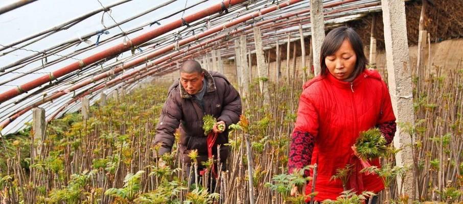 带壳香椿子的种植技巧：从选种到照料的全攻略
