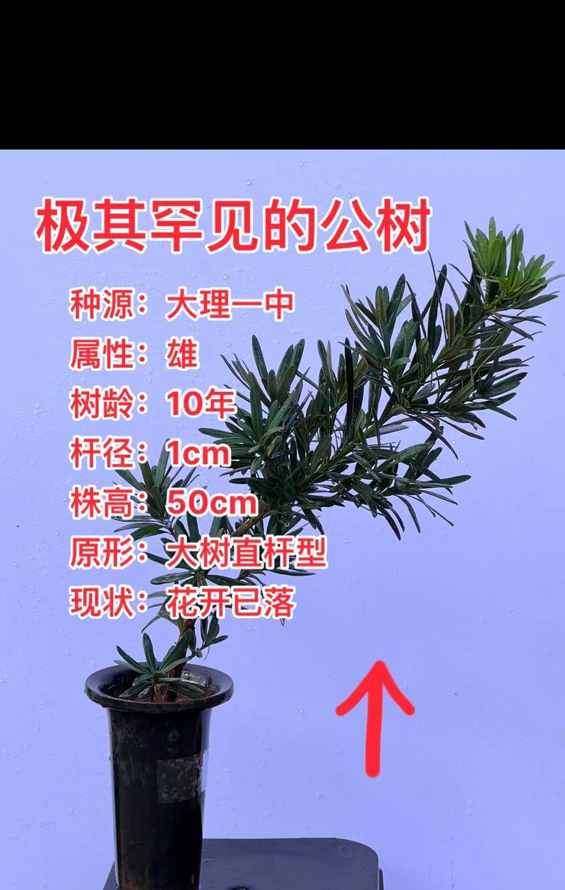 多头树的修剪技巧：让你的庭院充满生机