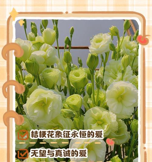花胡怎么胡？掌握正确浇水技巧