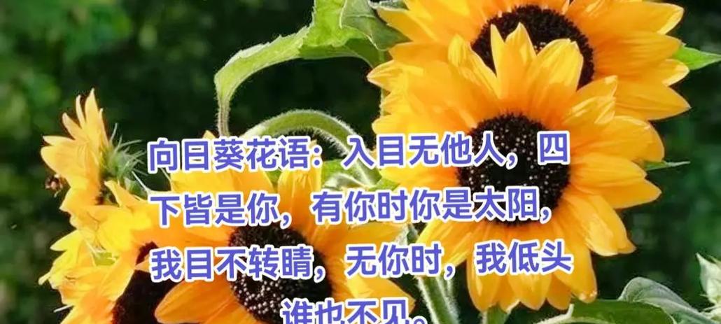 花胡怎么胡？掌握正确浇水技巧