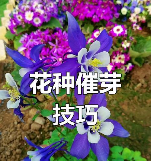 催芽一直没出芽怎么补救