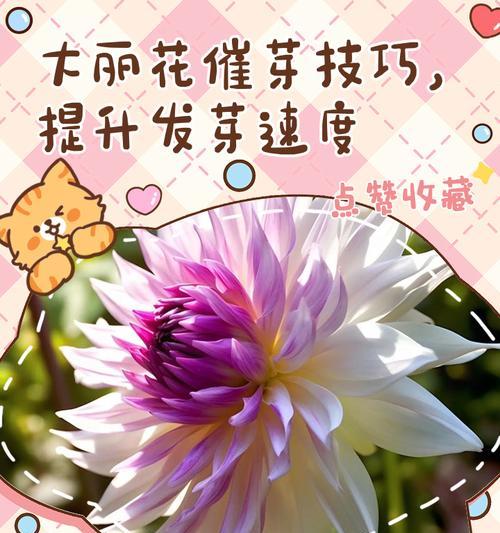 催芽一直没出芽怎么补救