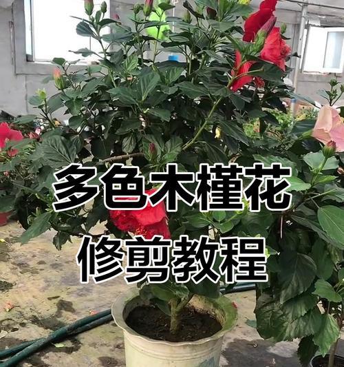 春天木槿怎么修剪枝条