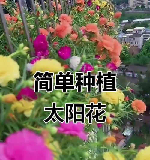 七彩籽的种植指南：从种子到美丽的绽放
