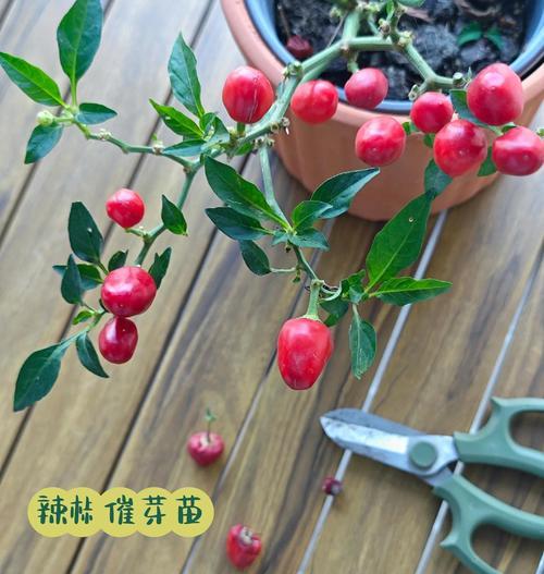 七彩籽的种植指南：从种子到美丽的绽放