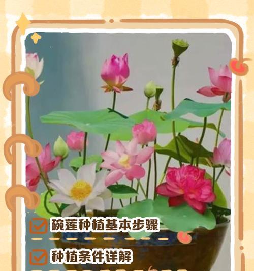 七彩籽的种植指南：从种子到美丽的绽放