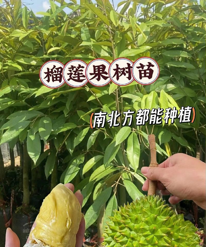 流莲种植全攻略：从选种到养护，一篇解决所有疑惑