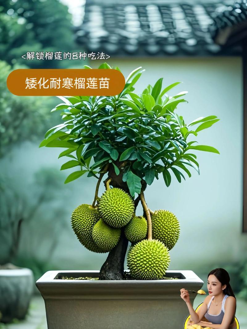 流莲种植全攻略：从选种到养护，一篇解决所有疑惑