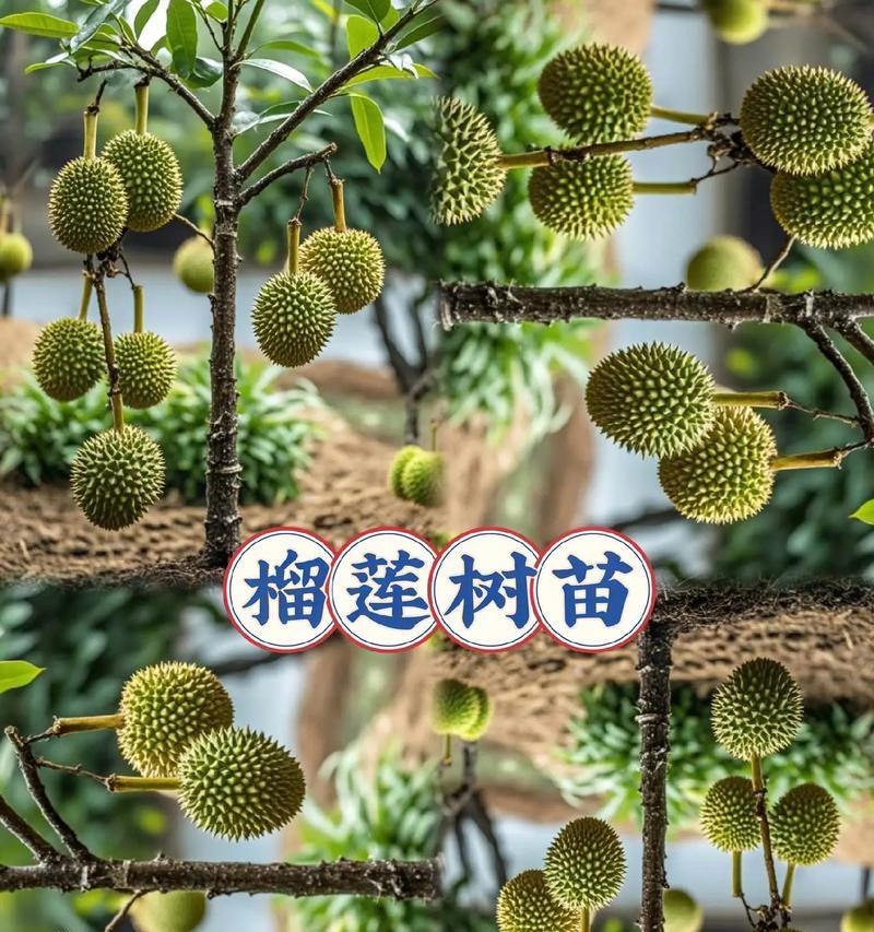 流莲种植全攻略：从选种到养护，一篇解决所有疑惑