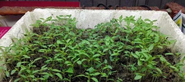 毛巾催芽后怎么土栽：从种子到植物的转变之道