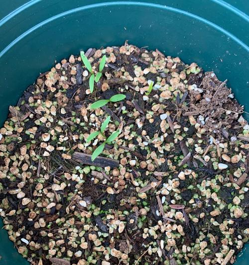 毛巾催芽后怎么土栽：从种子到植物的转变之道