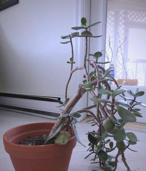 矮玉树修剪枝条指南：如何使植株更健康美观