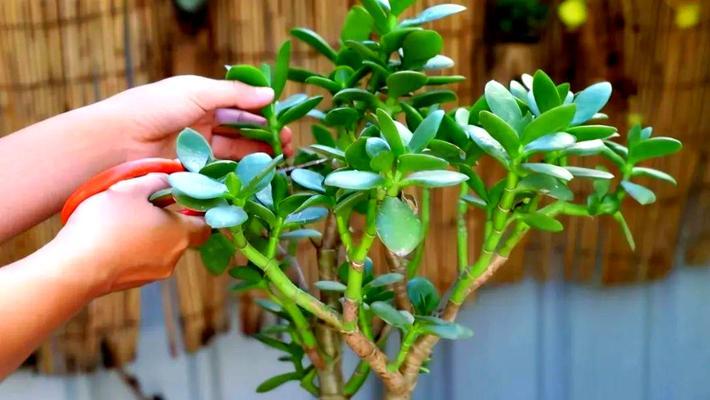 矮玉树修剪枝条指南：如何使植株更健康美观
