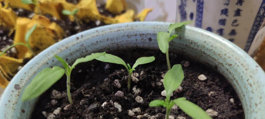 袋装番茄苗催芽全攻略：步骤与技巧