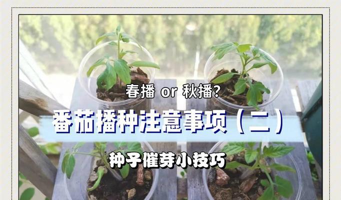 袋装番茄苗催芽全攻略：步骤与技巧