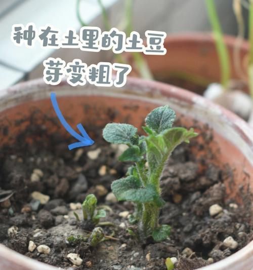 袋装番茄苗催芽全攻略：步骤与技巧