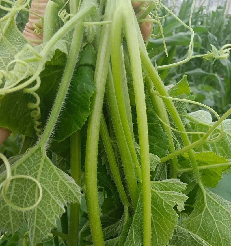 南瓜催芽种植攻略：从种子到苗床的全过程指导