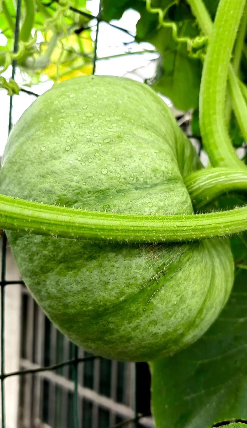 南瓜催芽种植攻略：从种子到苗床的全过程指导