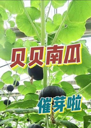 南瓜催芽种植攻略：从种子到苗床的全过程指导