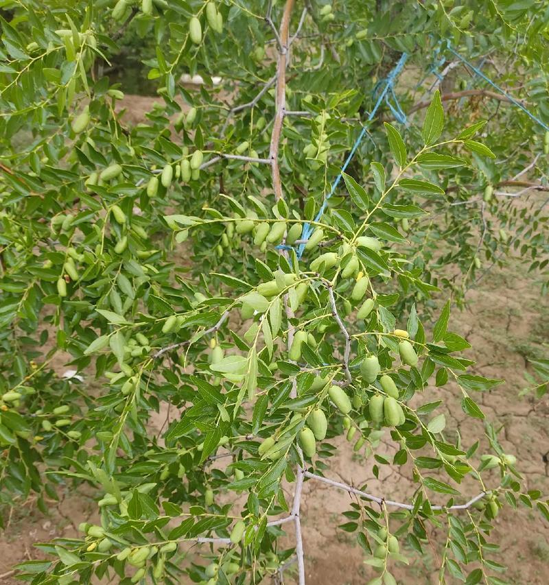牛奶枣树修剪枝条技巧
