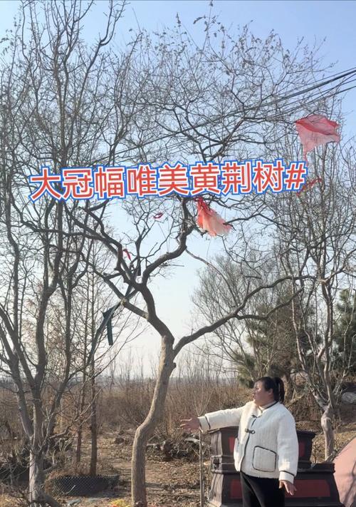 小叶黄荆怎么修剪枝条-详尽修剪指南与技巧