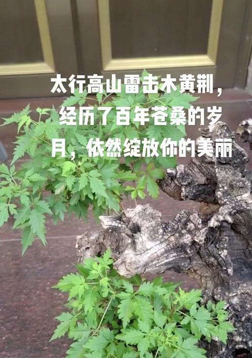 小叶黄荆怎么修剪枝条-详尽修剪指南与技巧