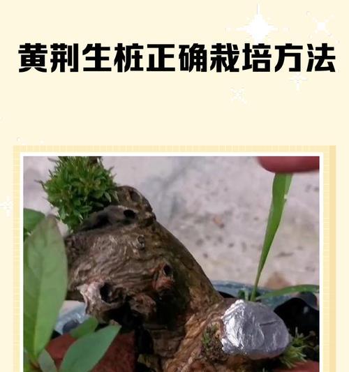 小叶黄荆怎么修剪枝条-详尽修剪指南与技巧
