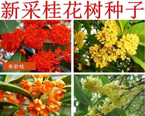桂花子种植全攻略：步骤与技巧大揭秘
