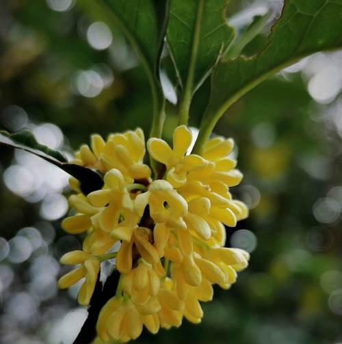 桂花子种植全攻略：步骤与技巧大揭秘