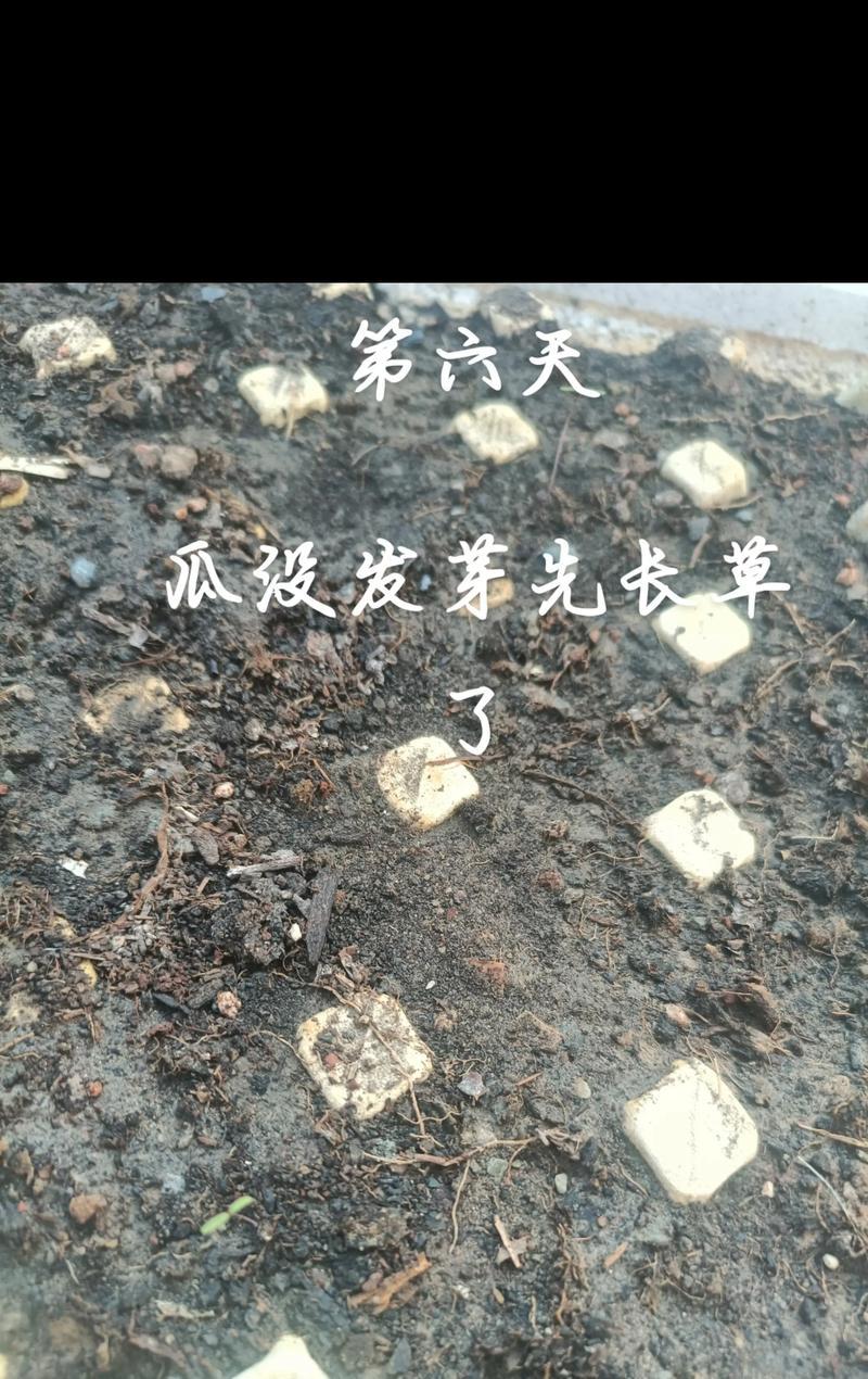 西瓜瓜种怎么催芽的