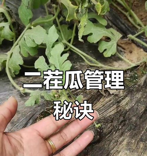 西瓜瓜种怎么催芽的