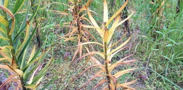 水球百合怎么种植方法