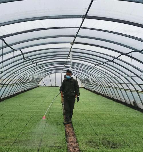 秧苗催芽没有喷水设备怎么办