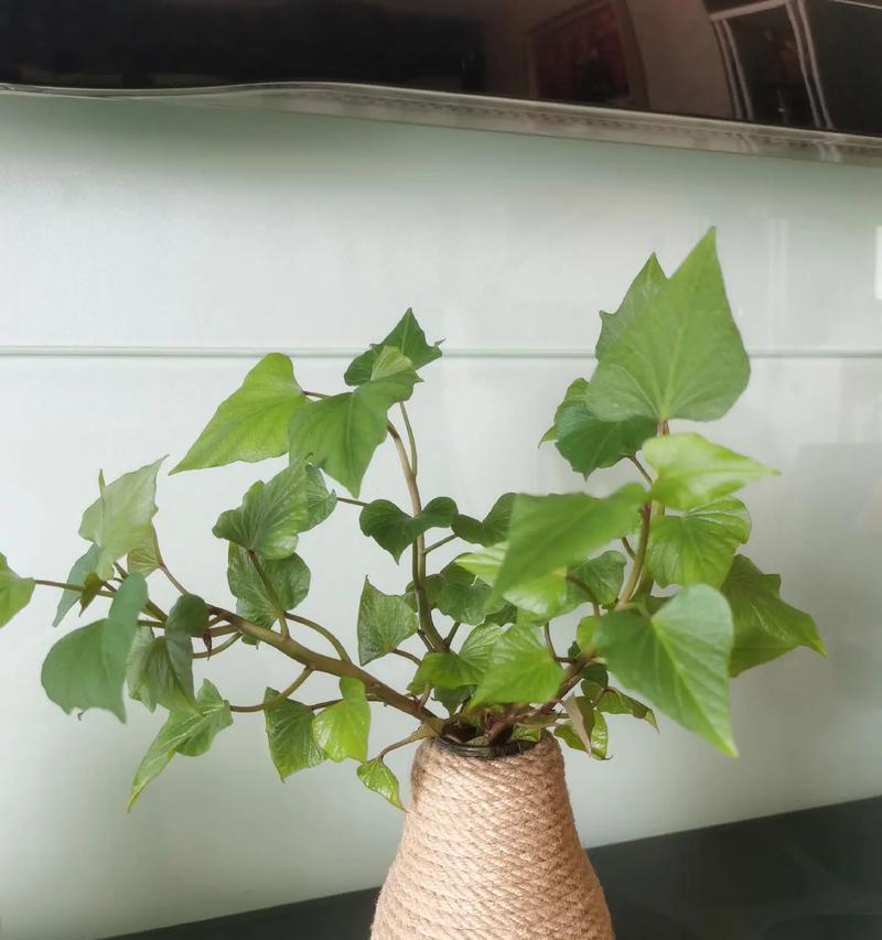 红薯催芽怎么放置保存