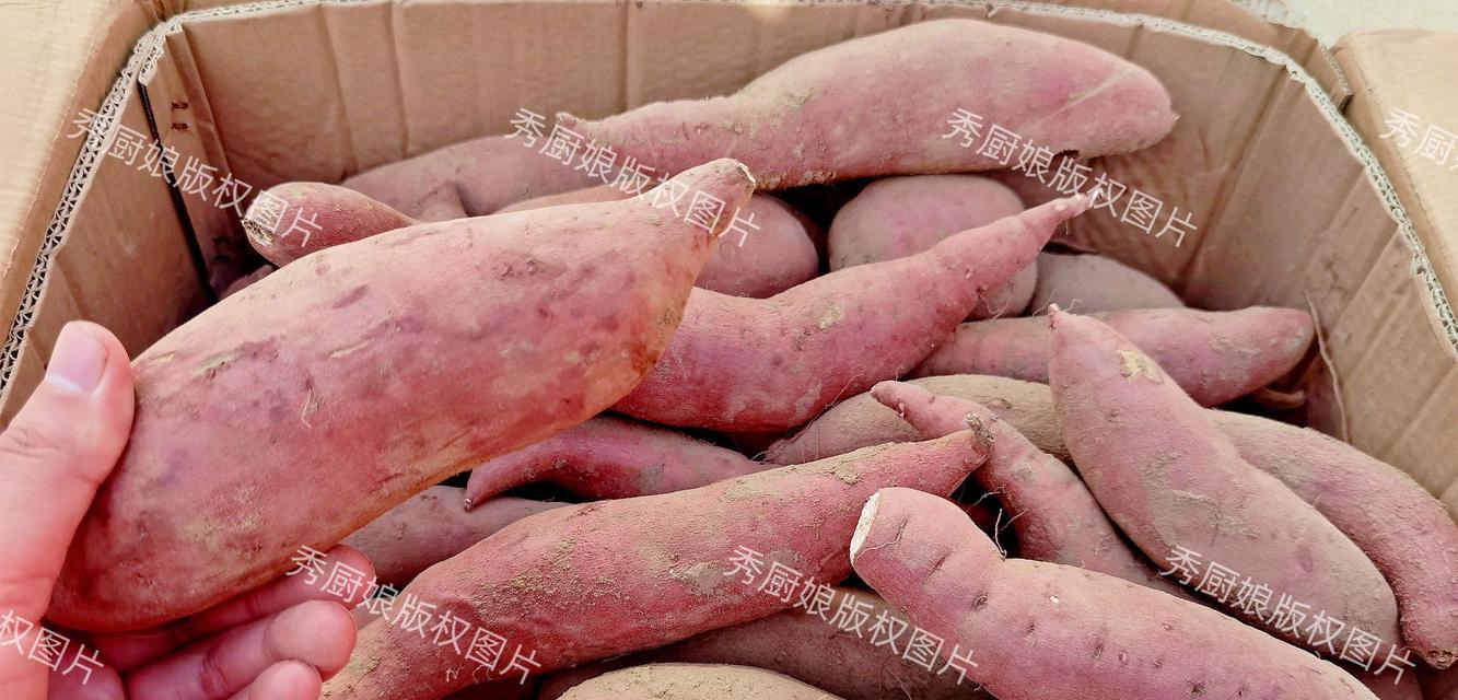 红薯催芽怎么放置保存