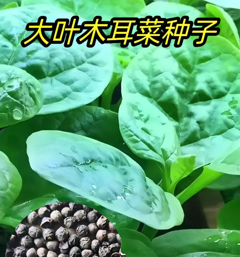 木耳菜怎么种植？——深入了解木耳菜的种植方法与技巧