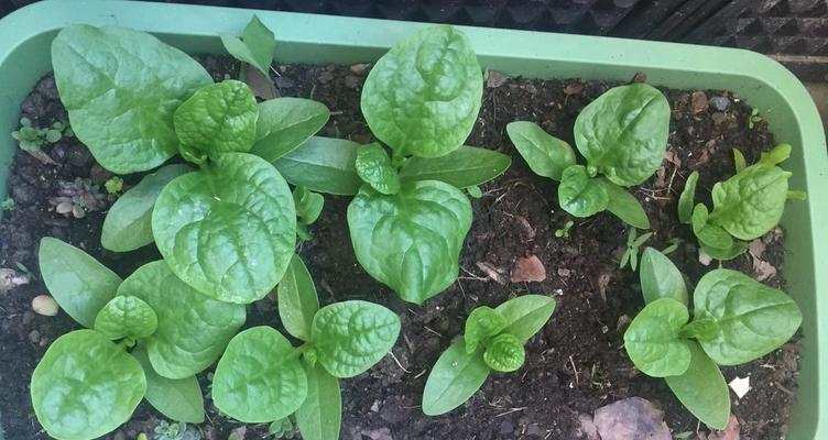 木耳菜怎么种植？——深入了解木耳菜的种植方法与技巧