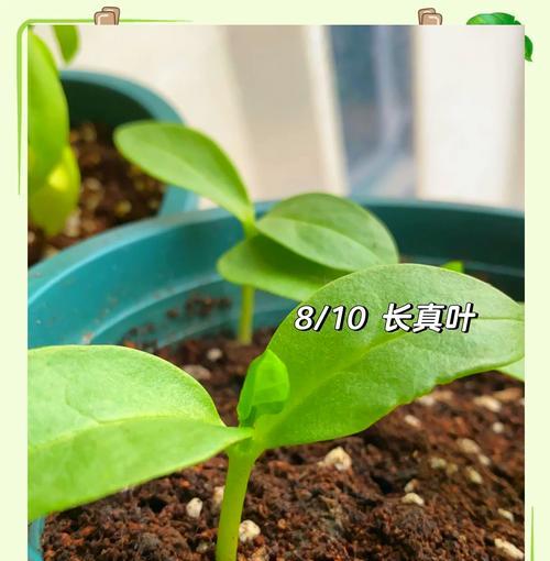 木耳菜怎么种植？——深入了解木耳菜的种植方法与技巧