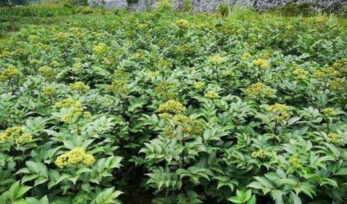 红玉橡果种植方法：从种子到成熟，全程指南