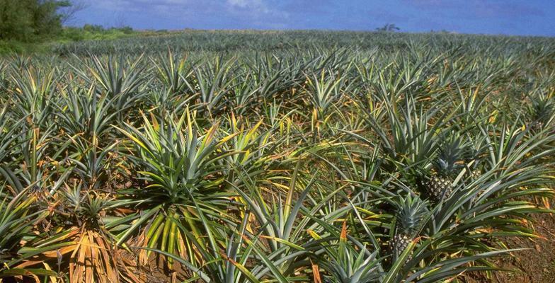 红玉橡果种植方法：从种子到成熟，全程指南