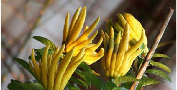 红玉橡果种植方法：从种子到成熟，全程指南
