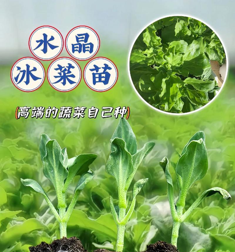 盆栽菜怎么种植：简易步骤与技巧