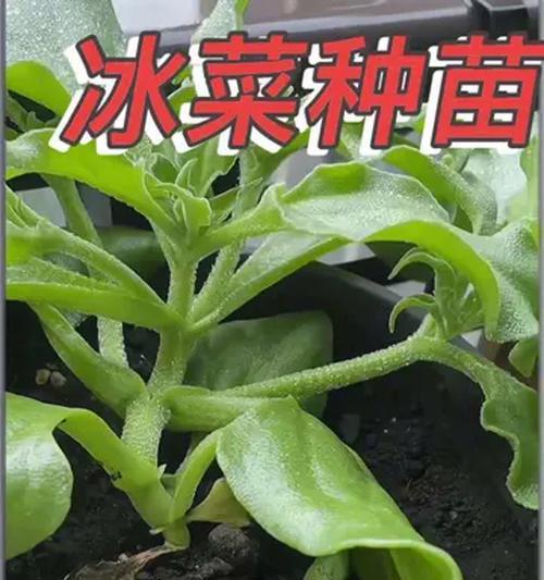 盆栽菜怎么种植：简易步骤与技巧
