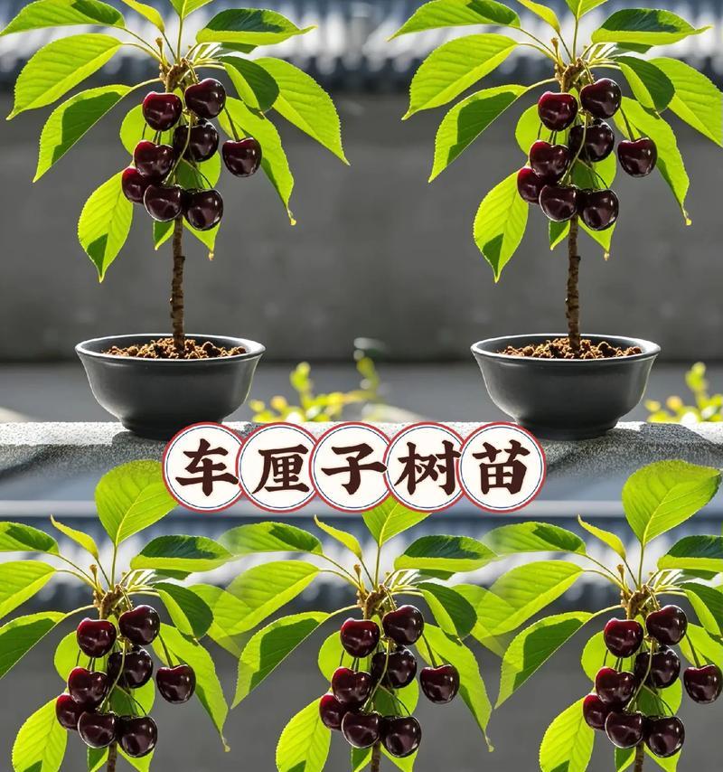 车厘子怎么快速催芽