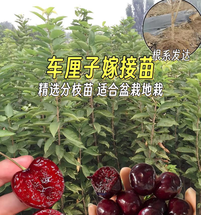 车厘子怎么快速催芽
