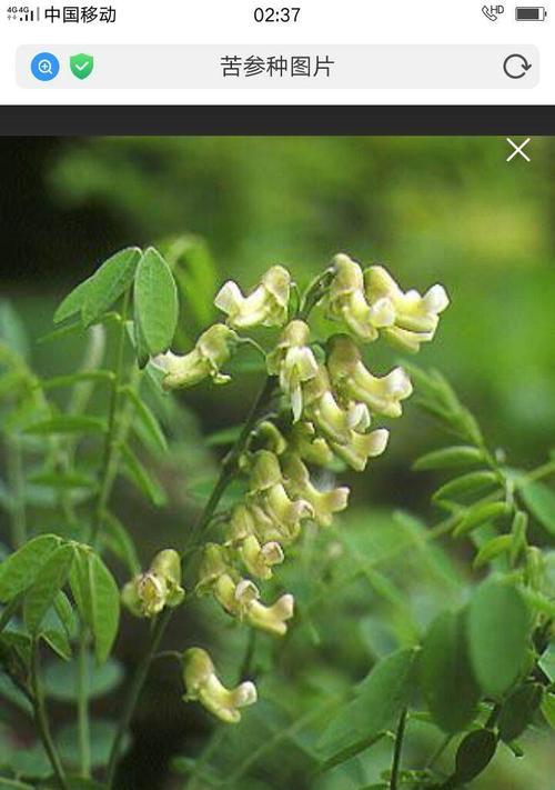 苦参种子种植前的催芽方法详解